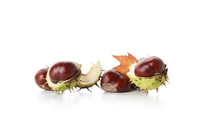 Fresh and ripe chestnuts, isolated on plain background