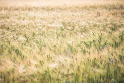 Jiggling tall grass in rural field