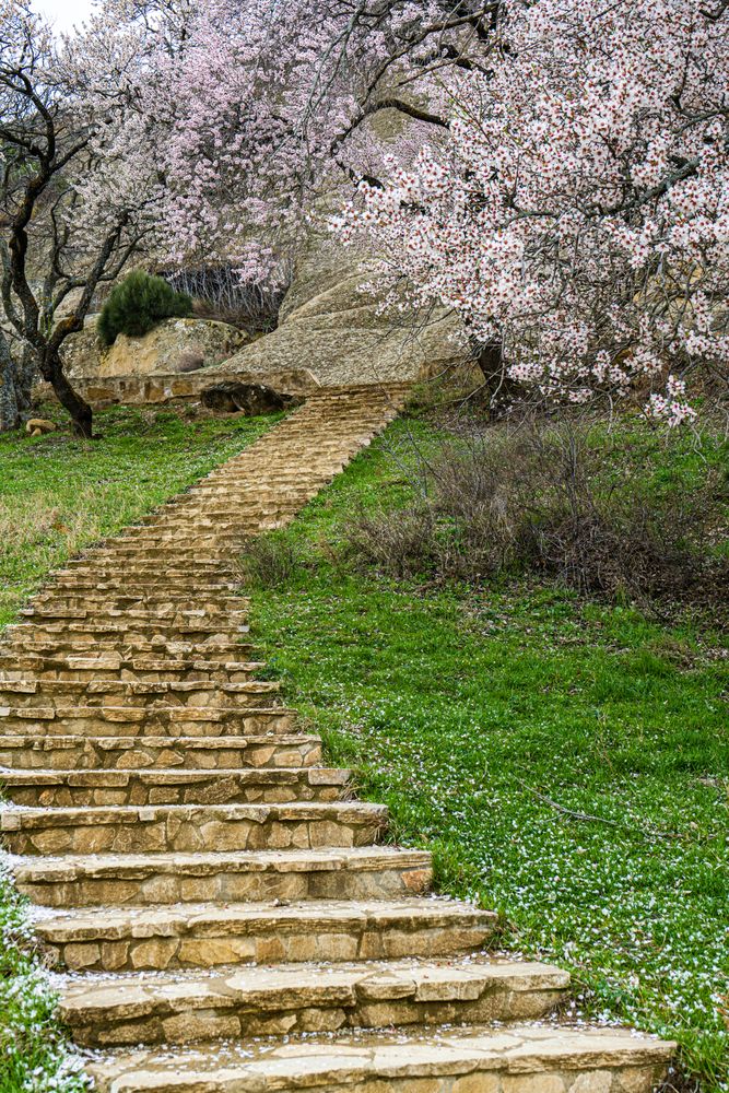 Staircase outside during spring with blooming tree