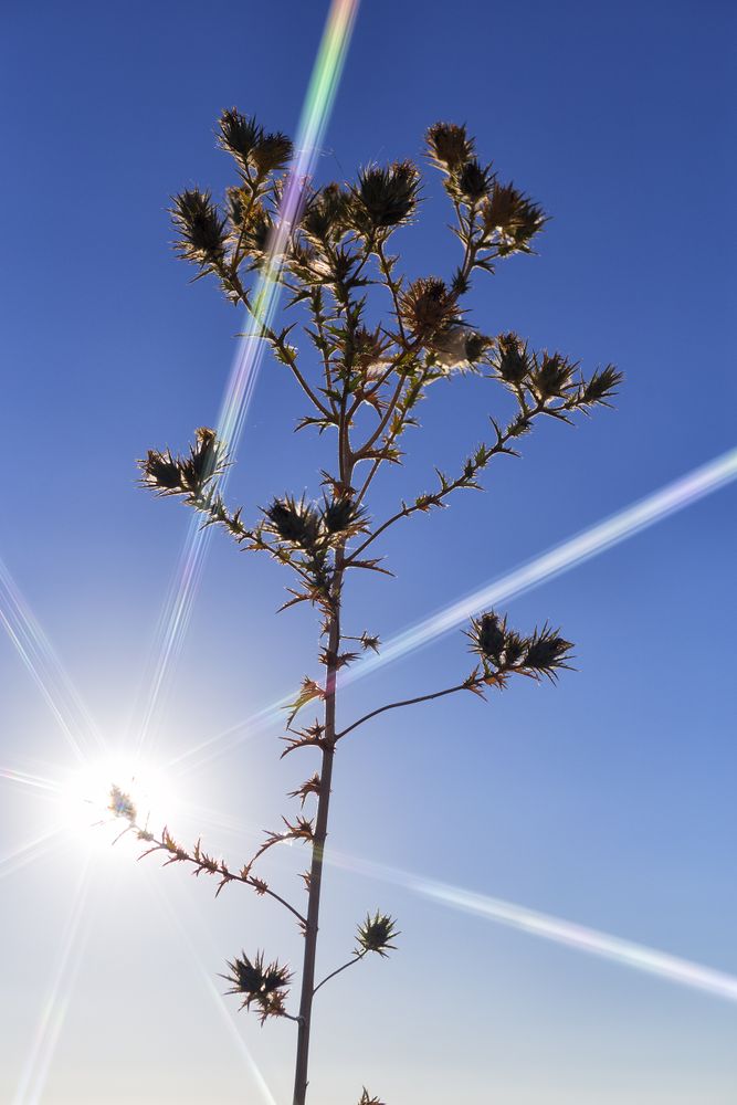 Sun glowing through dry plant