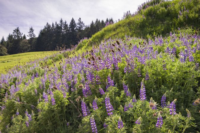 Small hill with purple flowers