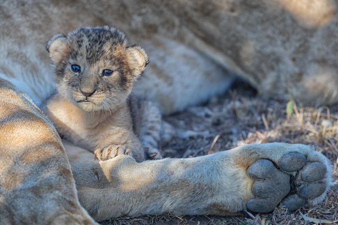 Brown lion cub lying on brown grass beside parent