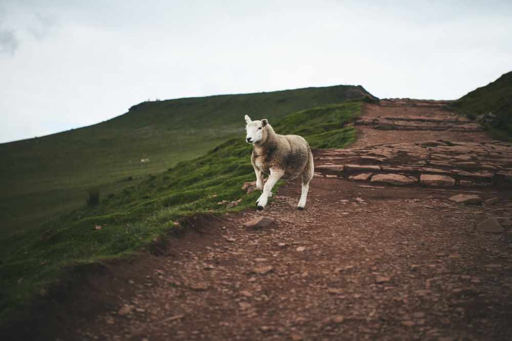 Sheep running on a trail