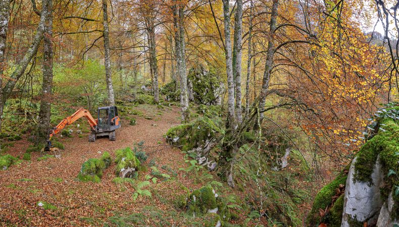 Coniferous tress at forest of Asturias, Spain