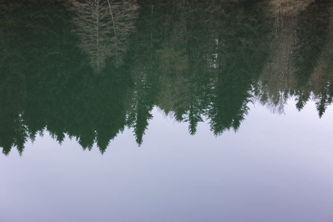 Conifer trees reflection on lake