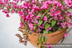 Close up of potted pink flowers 0LBvy4