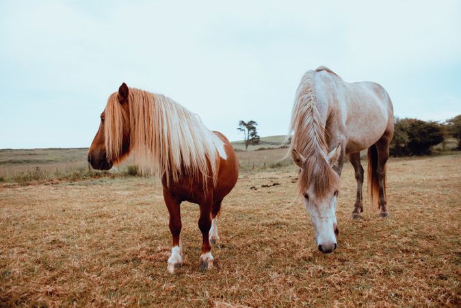 Horses grazing in dry field