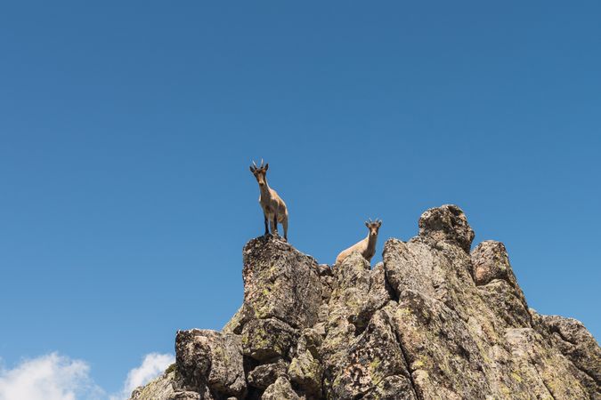 Young goats on high stone on background of blue sky