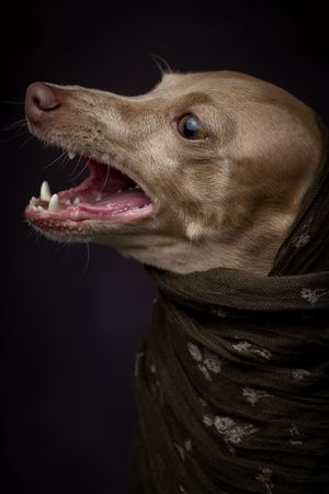 Italian Greyhound dog with scarf