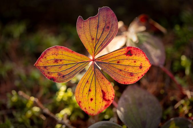Close up of fall leaf