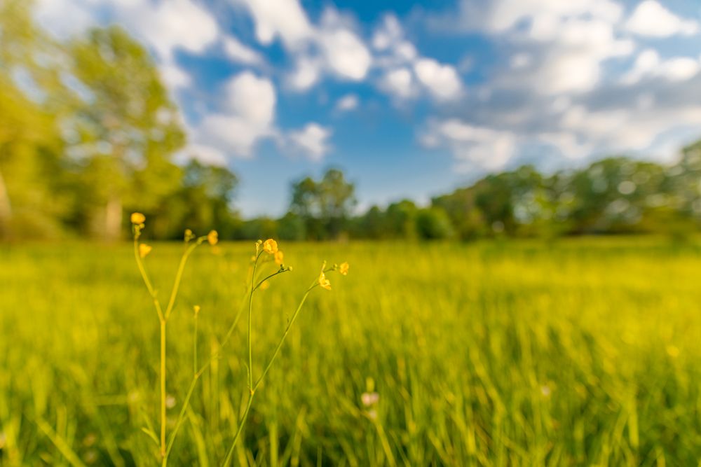 Close up of small yellow flowers growing in a field
