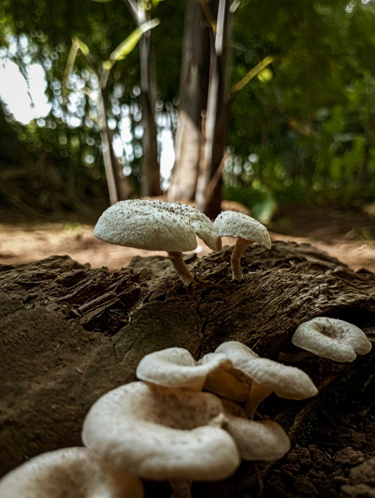 Mushroom on root of tree