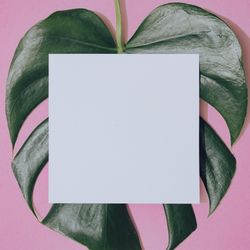 Monstera leaf on pastel purple background with paper card note