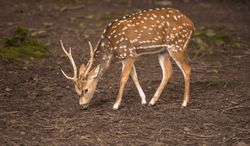 Young axis deer male searching food on ground