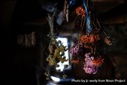 Dahlia flowers drying upside down 56EAP0