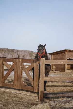 Brown horse in snaffle behind wooden fence