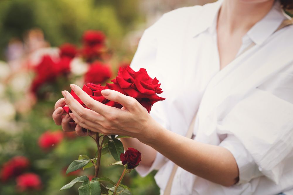 Red Chinese rose in a woman's hands. Background flowers