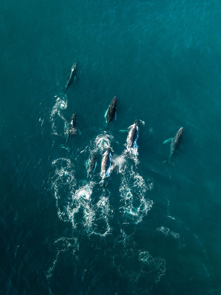 Aerial view of group of dolphins swimming in ocean
