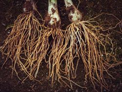 Onion with long roots on ground