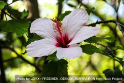 Beautiful pink flower blooming in a tree 4dNdQ0