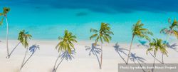 Palm trees and shadows lining a tropical beach, wide 5aJ2P4
