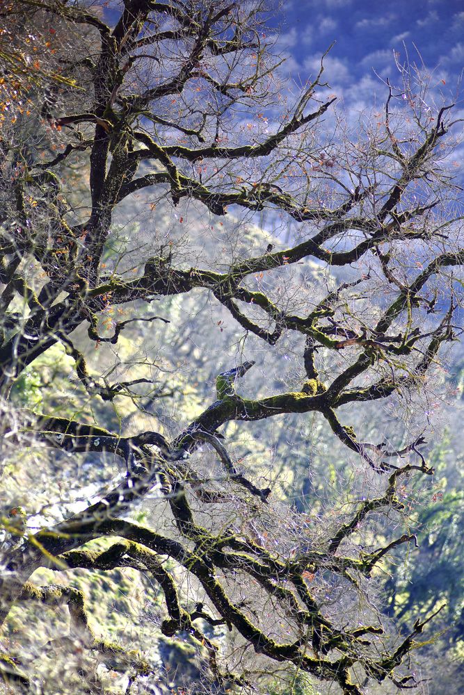 Green branches covered with moss