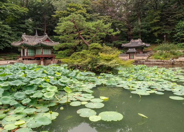 Pond with water lilies in amazing park