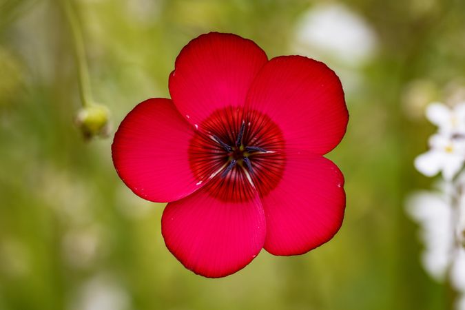 Beautiful inside of flat red flower