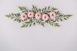 Pastel pink daisy flowers and leaves