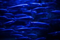 Shoal of fishes in an aquarium