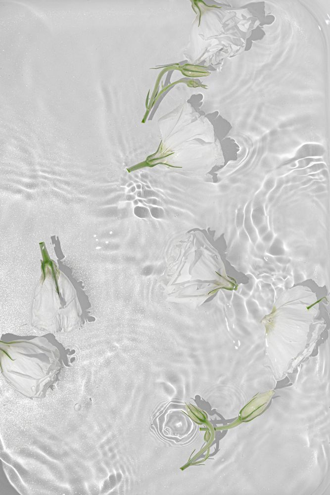 Summer scene with rose flowers in water