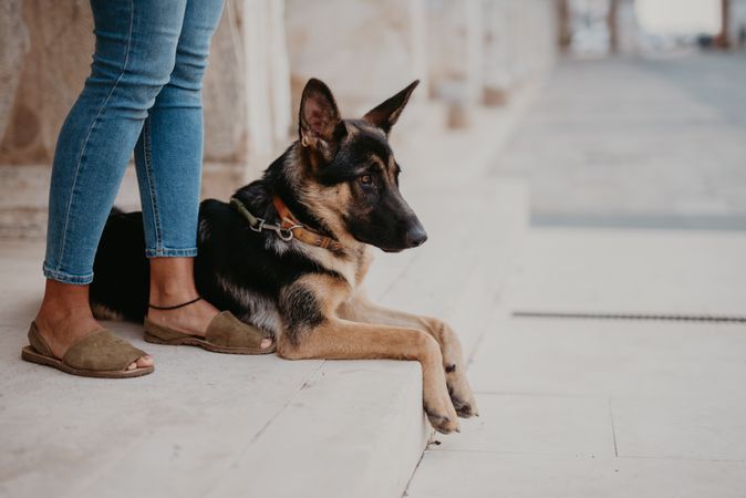 Adorable german shepherd with owner on street