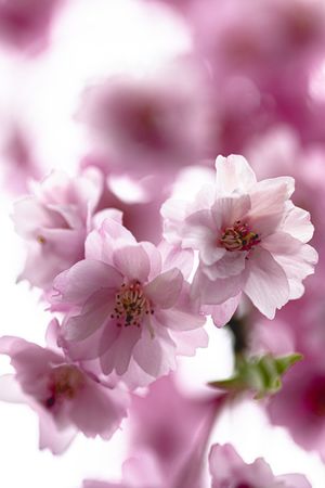 Beautiful feathery pink cherry blossom flowers