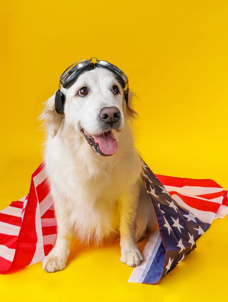 dog in glasses covered with American flag