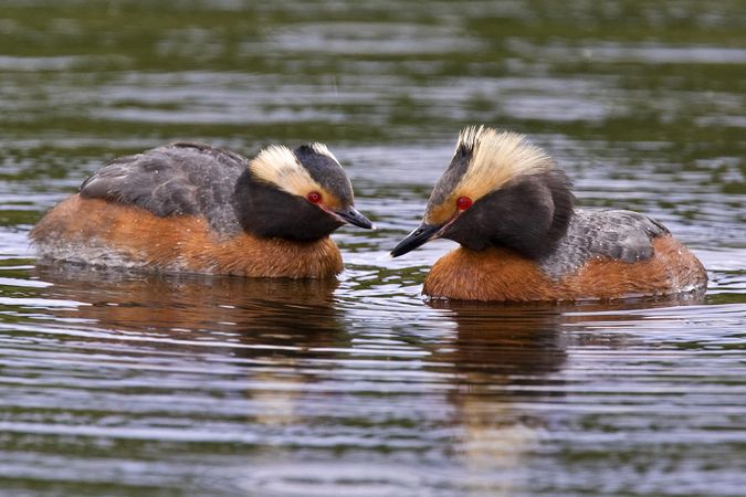 Two horned grebes in the water