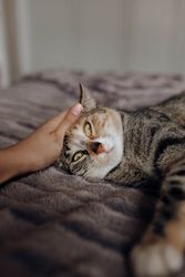 Crop hand stroking cat