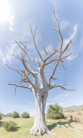 Bare dry tree on clear sky background