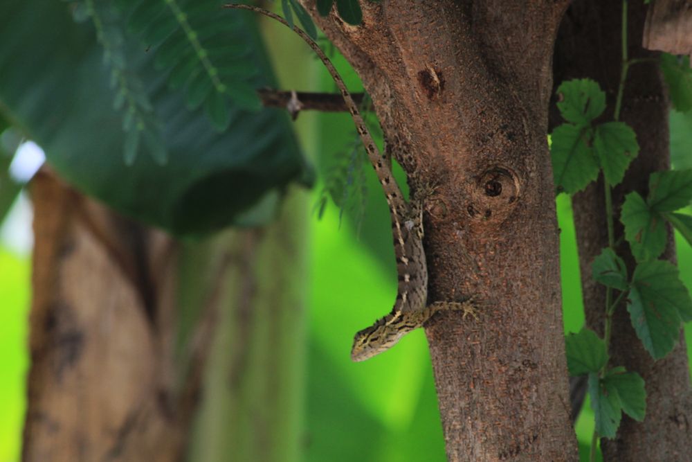 Lizard