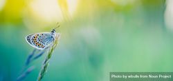 Moth with vibrant wing pattern on grass with blurred background 5pxOA5