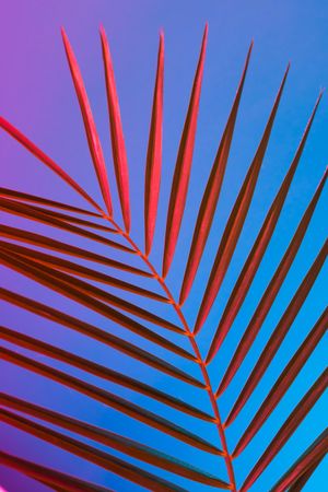 Palm leaves lit in bold neon  colors, on gradient blue to pink background