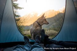 Dog sitting beside tent with two people lying in it near mountains 4O1QR0