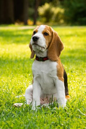 Tricolor beagle puppy on green grass field