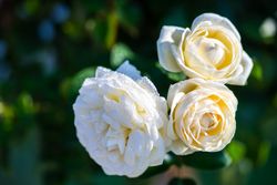 Blooming bright flowers in a garden