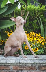 Obedient dog sitting on parapet by flowers
