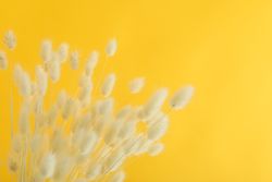 Top of dried bunny tails in yellow room