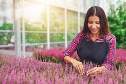 Smiling woman working with purple flowers in a greenhouse