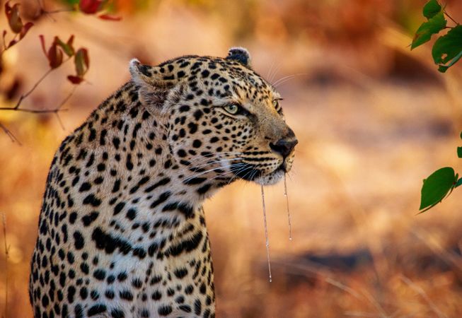 Leopard in close-up