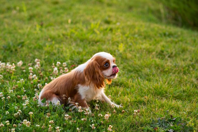 Spaniel puppy on the lawn