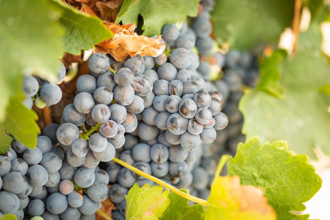 Vineyard with Lush, Ripe Wine Grapes on the Vine Ready for Harvest