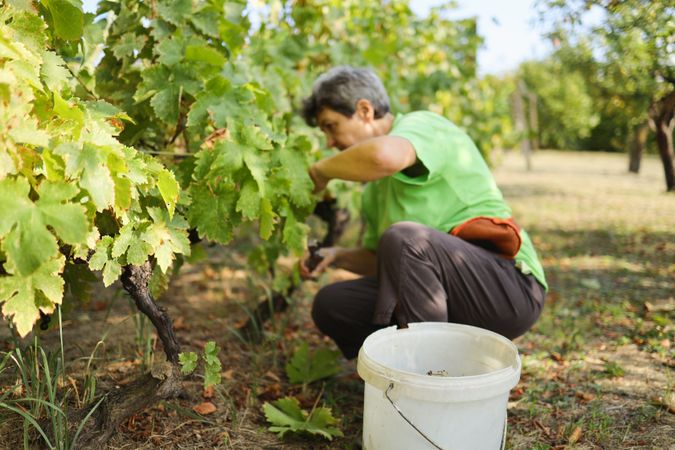 Vineyard work. White woman cutting grapes.